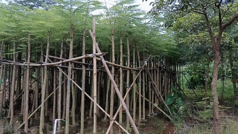 凤凰木3-4-5分基地大量岀售绿美优选品种