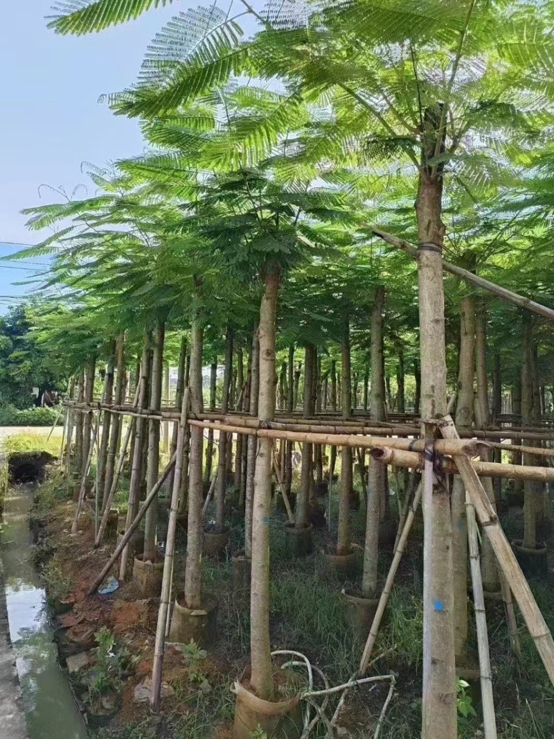 凤凰木3-4-5分基地大量岀售绿美优选品种