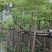 凤凰木3-4-5分基地大量岀售绿美优选品种
