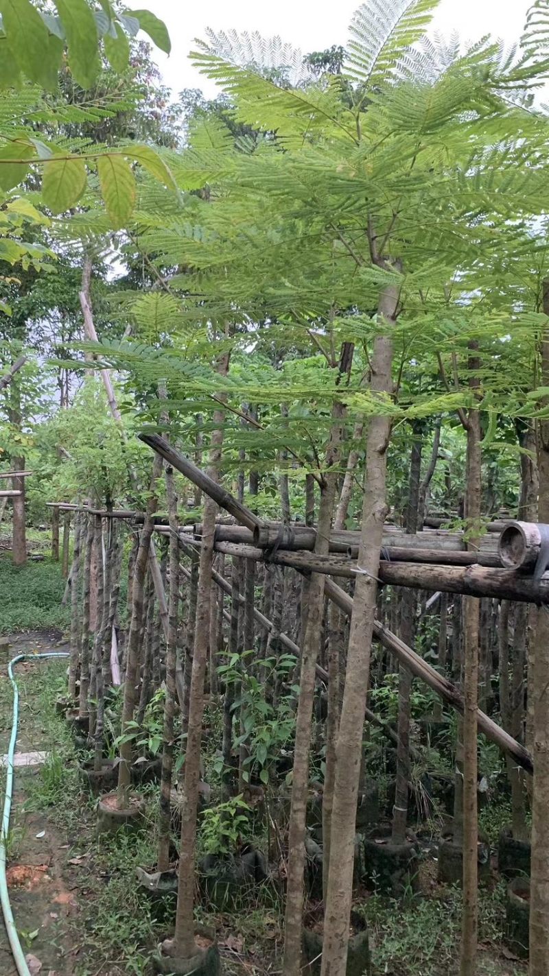 凤凰木3-4-5分基地大量岀售绿美优选品种