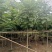 麻楝3-4-5分基地大量岀售绿美优选品种
