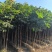 麻楝3-4-5分基地大量岀售绿美优选品种