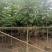 麻楝3-4-5分基地大量岀售绿美优选品种