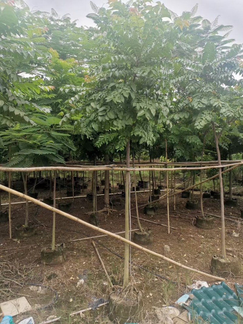麻楝3-4-5分基地大量岀售绿美优选品种