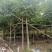 麻楝3-4-5分基地大量岀售绿美优选品种