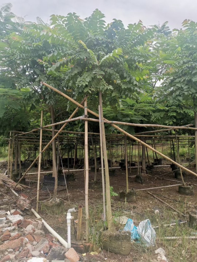 麻楝3-4-5分基地大量岀售绿美优选品种