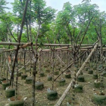 黄花槐3-4-5分基地大量岀售绿美优选品种