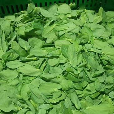 高原出口精品豌豆苗，畅销香港，上海