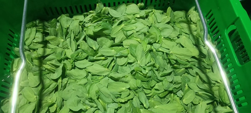 高原出口精品豌豆苗，畅销香港，上海