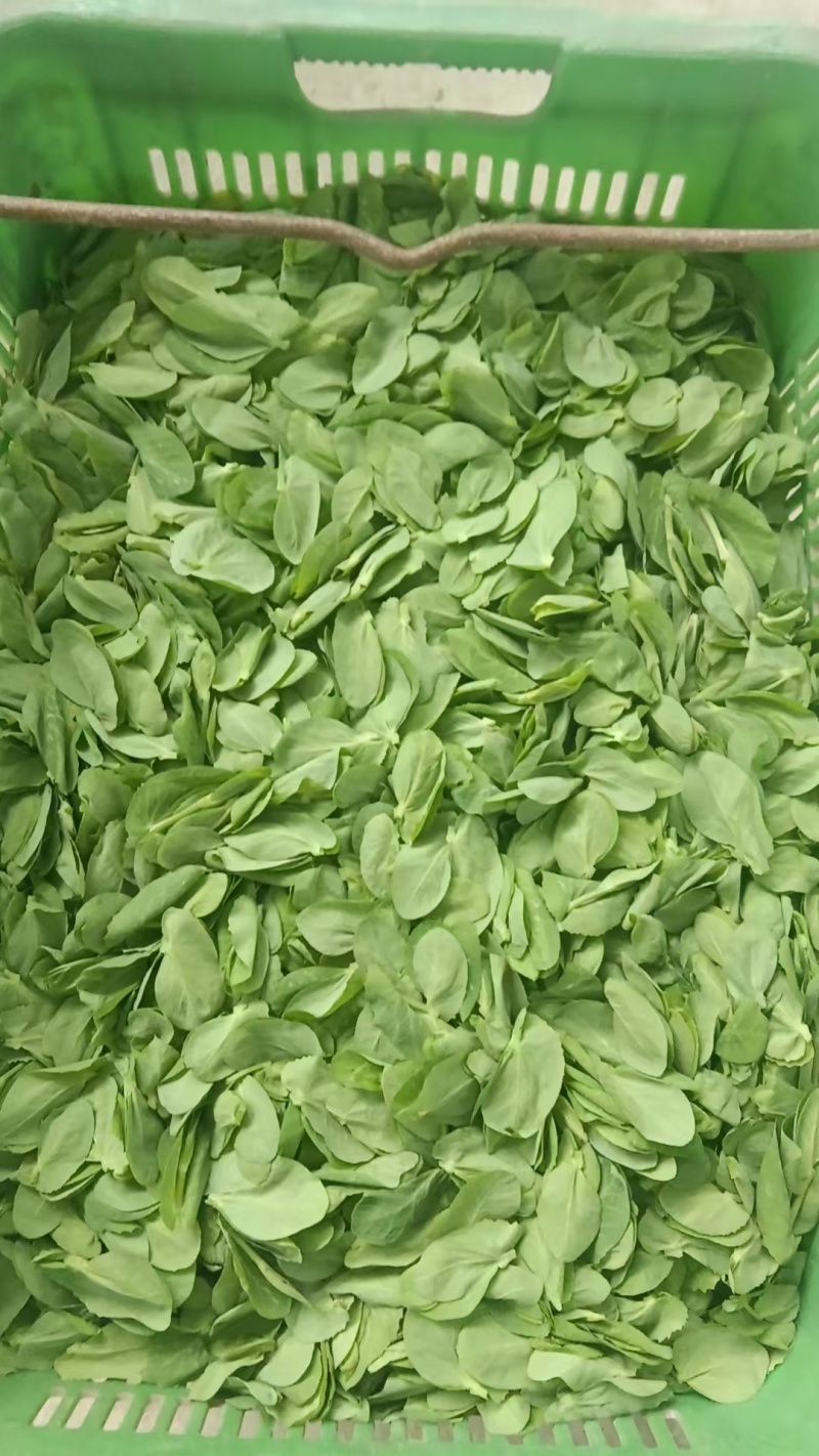 高原出口精品豌豆苗，畅销香港，上海