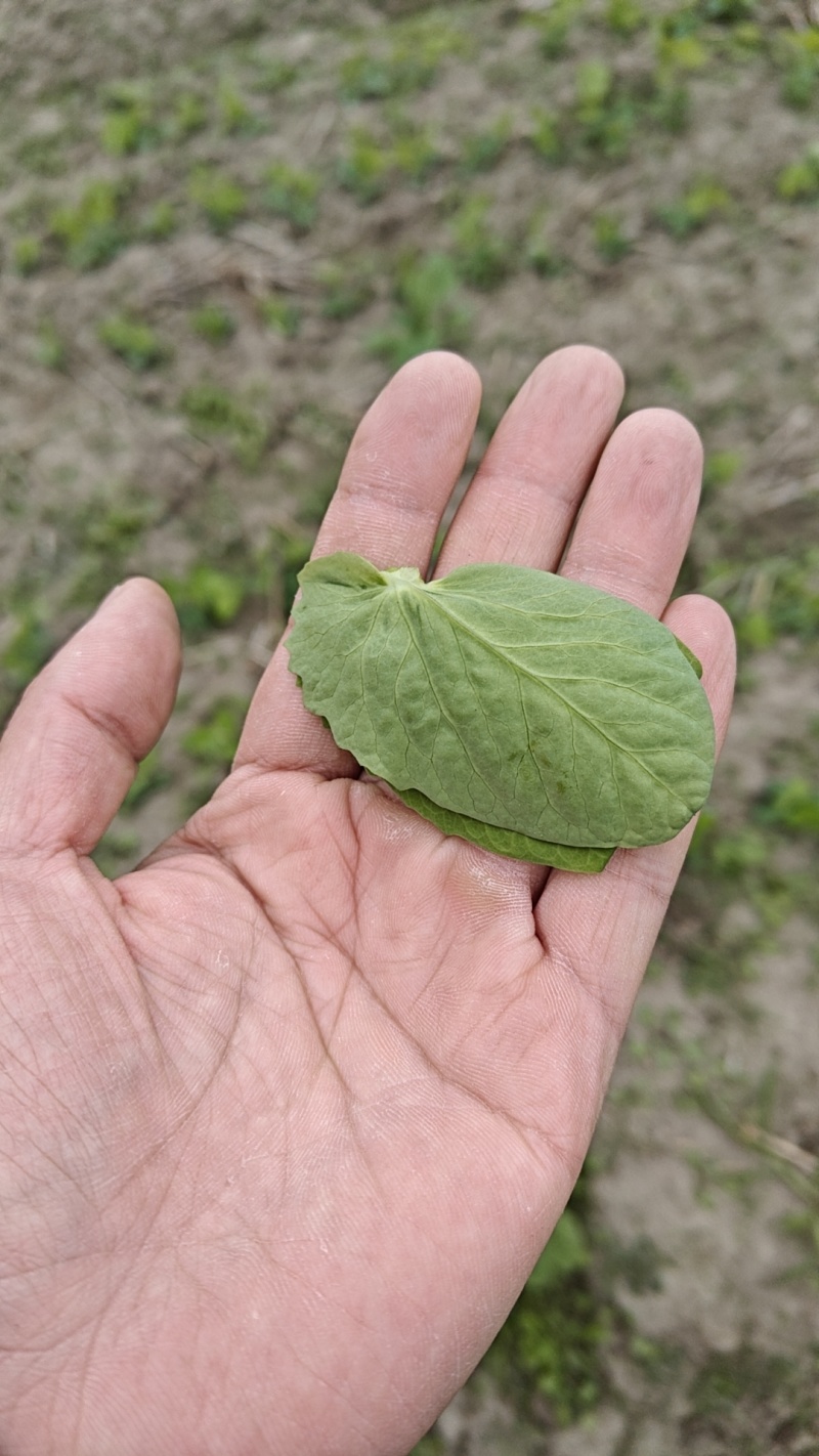 高原出口精品豌豆苗，畅销香港，上海