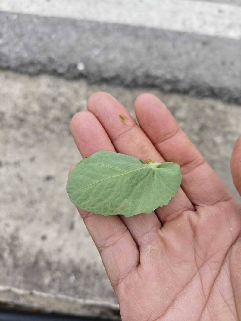 高原出口精品豌豆苗，畅销香港，上海