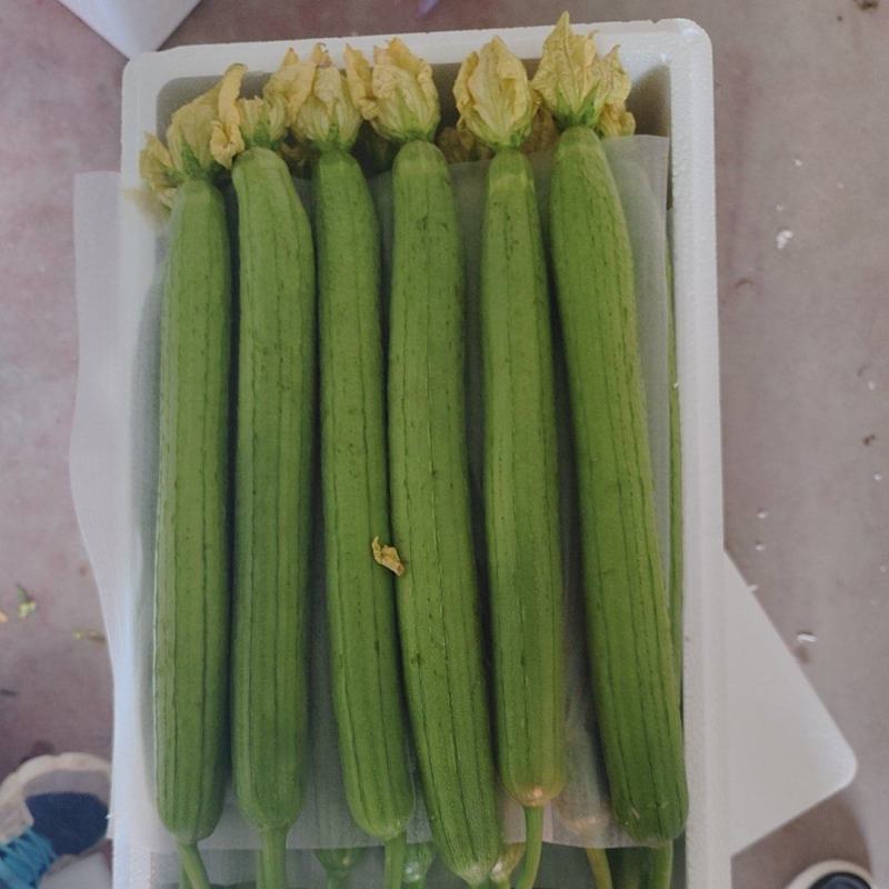 寿光鲜花丝瓜，供应超市，二路丝瓜供电商美团多多，社区团购