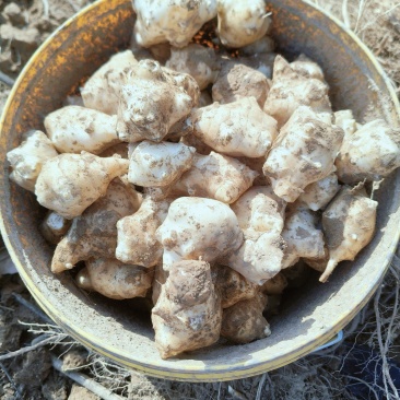 白洋姜种子大量有货，有需要的老板抓紧和我联糸，可预定