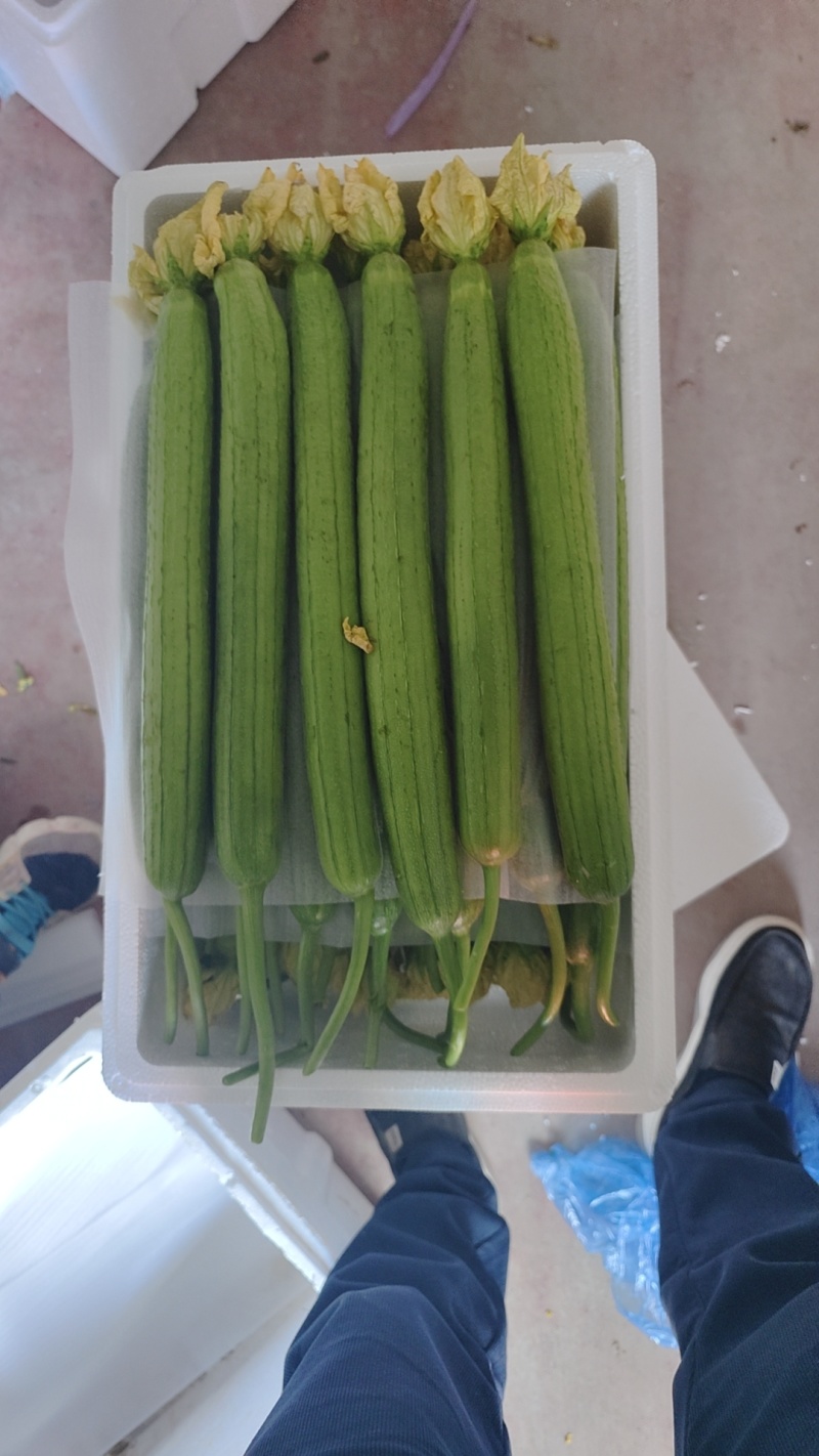 寿光鲜花丝瓜，供应超市，二路丝瓜供电商美团多多，社区团购