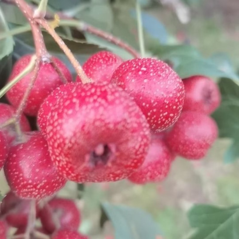 山楂糖葫芦果