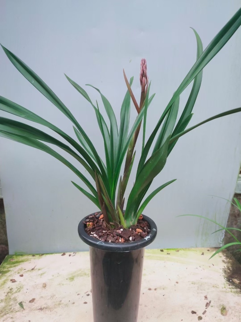 兰花，浓香紫霞仙子，可带盆栽好，可裸根发货（量大批发更优惠