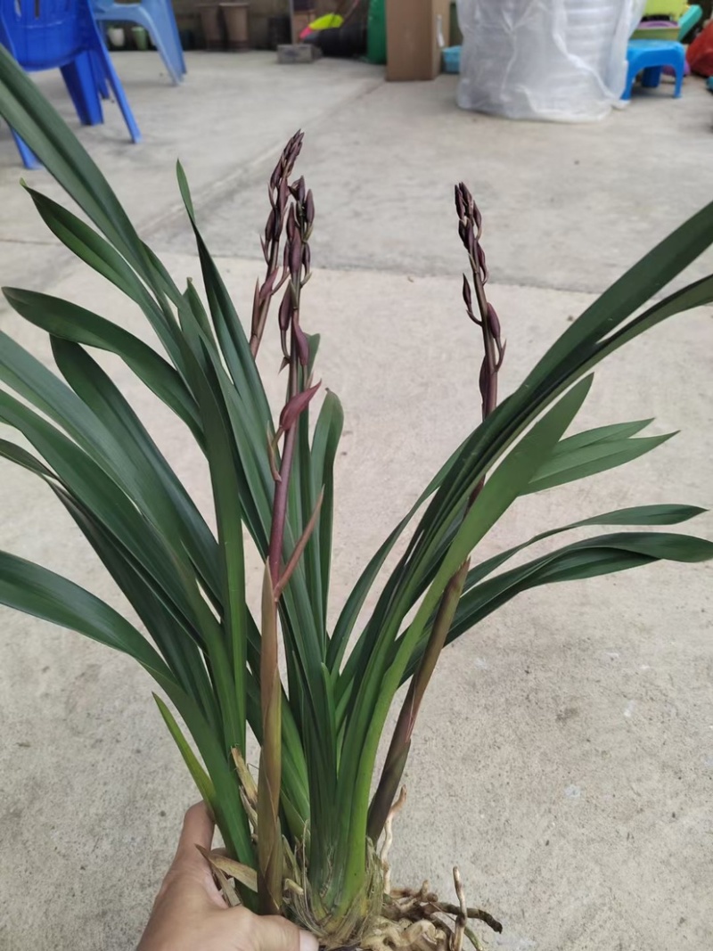 兰花，浓香紫霞仙子，可带盆栽好，可裸根发货（量大批发更优惠