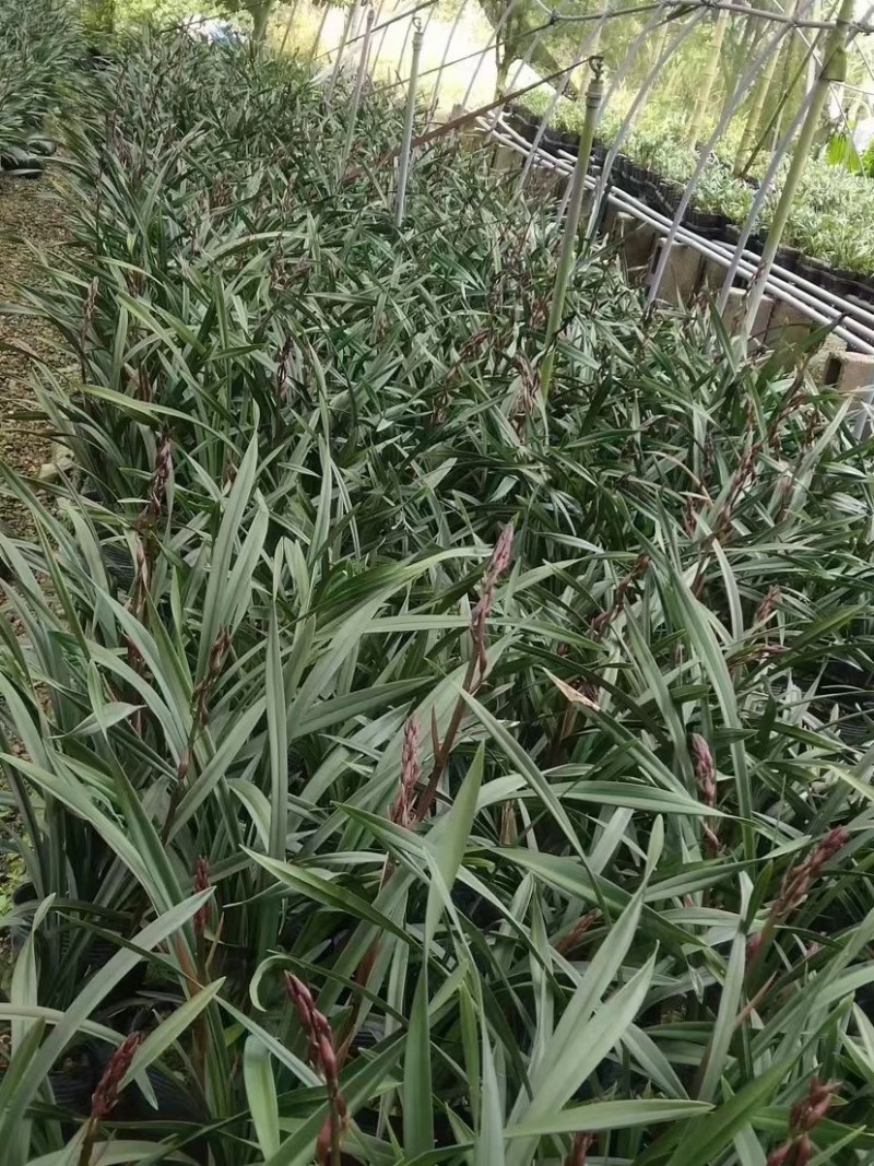 兰花，浓香紫霞仙子，可带盆栽好，可裸根发货（量大批发更优惠