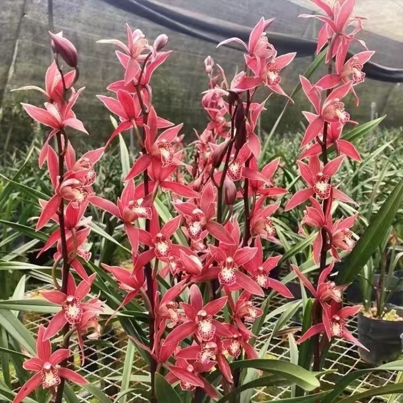 兰花，浓香紫霞仙子，可带盆栽好，可裸根发货（量大批发更优惠