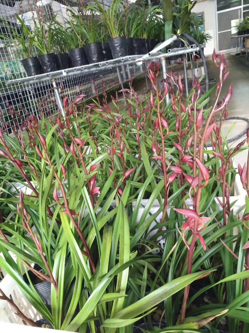 兰花，浓香紫霞仙子，可带盆栽好，可裸根发货（量大批发更优惠