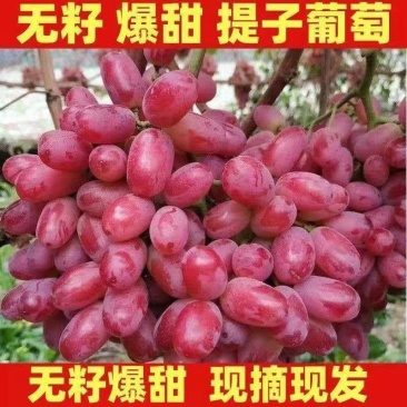 甘肃省张掖市冬暖大棚克伦生红提，全国晚大棚鲜果等你采摘