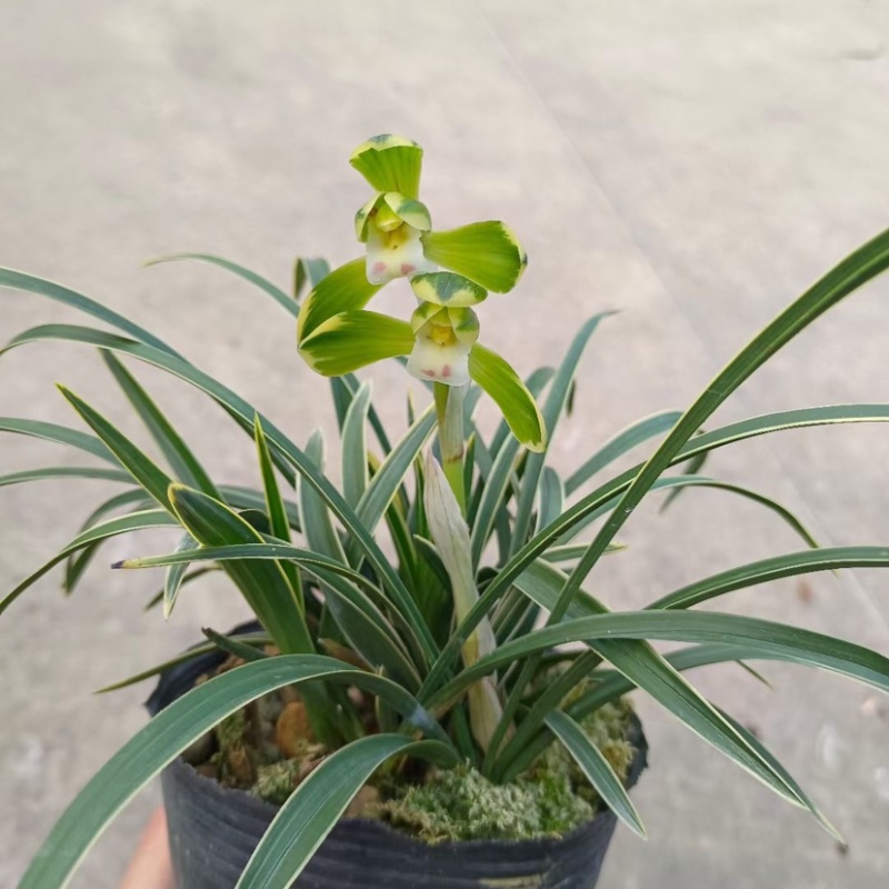浓香金边双艺春兰，可带盆栽好，可裸根发货（量大批发价更优