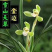 浓香金边双艺春兰，可带盆栽好，可裸根发货（量大批发价更优