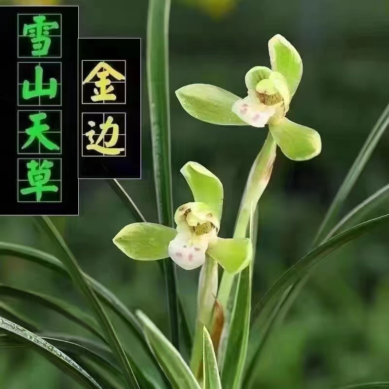 浓香金边双艺春兰，可带盆栽好，可裸根发货（量大批发价更优