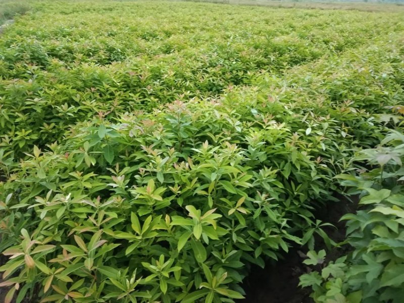 木荷