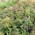 木荷