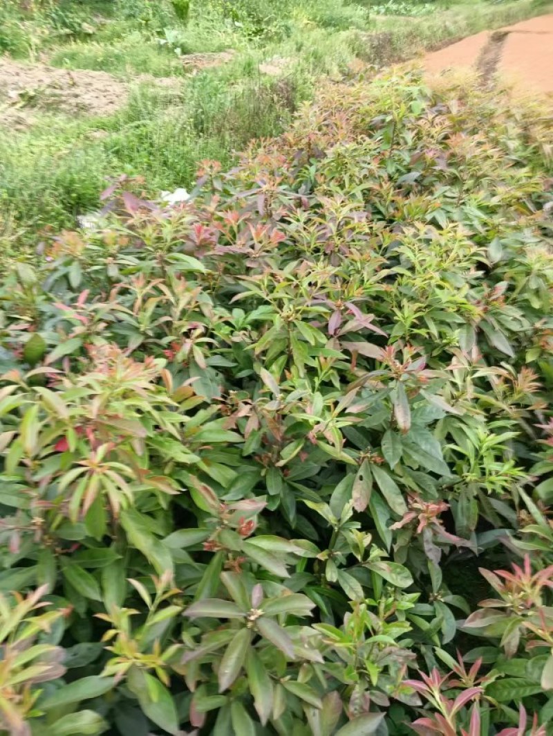 木荷