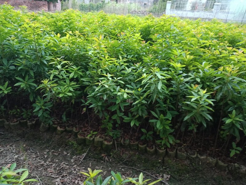 木荷