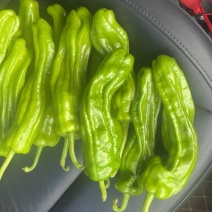 新鲜辣椒，色泽鲜艳，口感独特，火辣诱人，现摘现发，