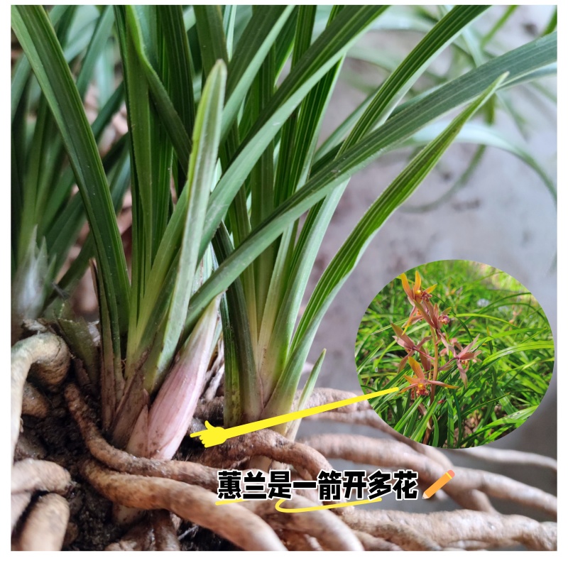 浓香蕙兰下坡草九节兰批发100元发3至5丛皮实易成活