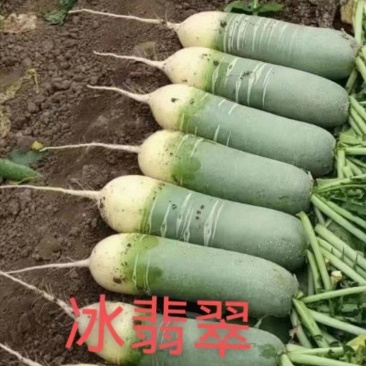 山东肥城精品水果萝卜大量供应中，专业工人加工价格便宜