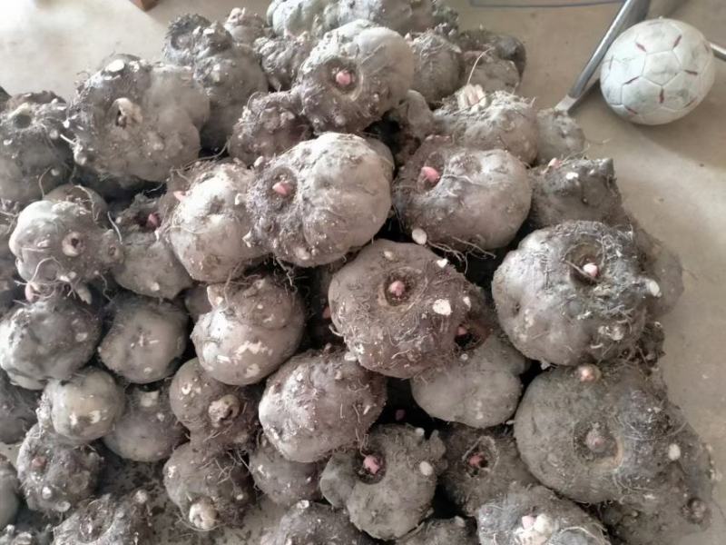 商品魔芋省内量大送货上门