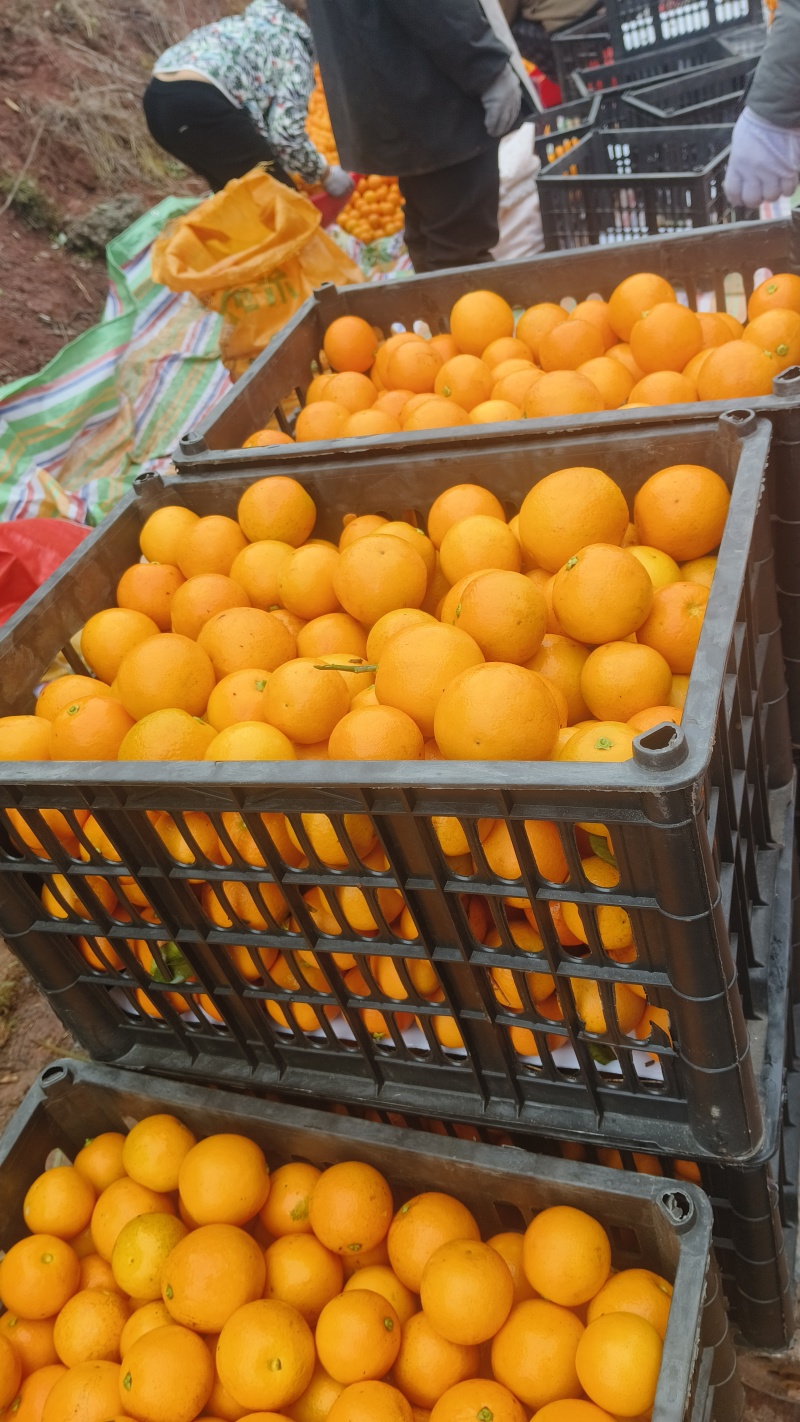 精品麻阳冰糖橙大量供应各大市场，欢迎各地老板前来采购！