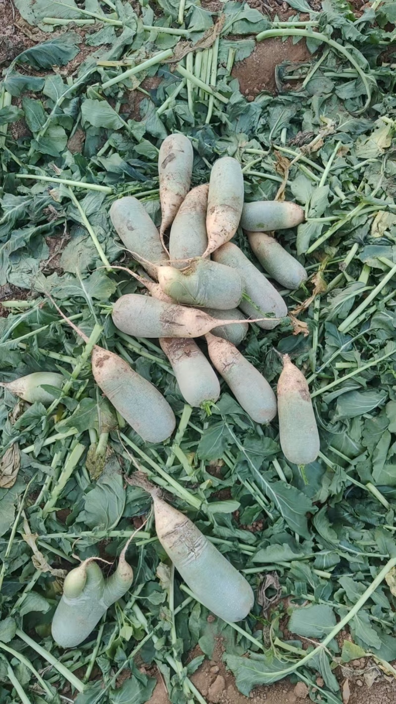 水萝卜，电商，货，市场货，养殖厂，大量有货
