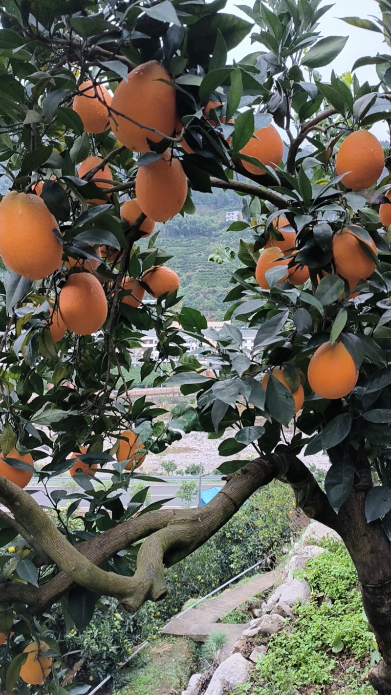 【长虹脐橙】湖北脐橙产地直发货源稳定量大价优欢迎致电咨询