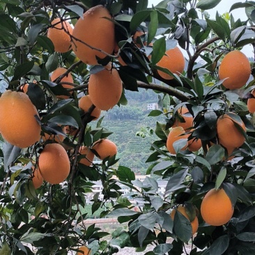 【长虹脐橙】湖北脐橙产地直发货源稳定量大价优欢迎致电咨询