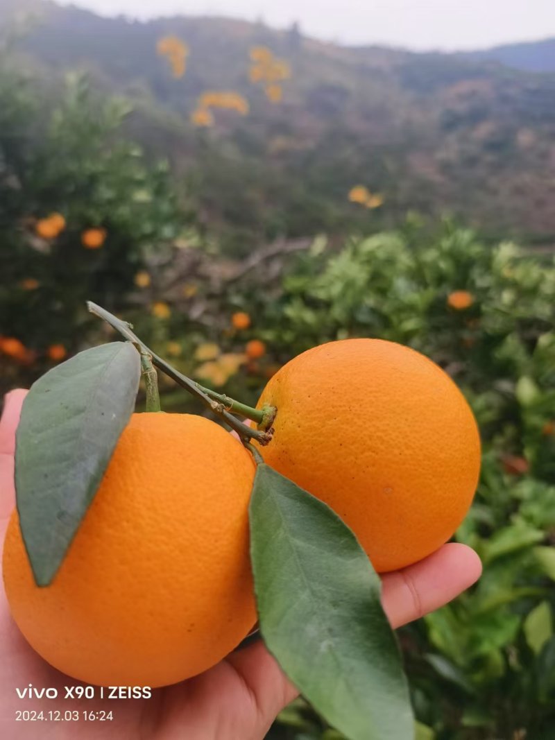 湖南麻阳精品冰糖橙，大量供应各大电商、市场，保质保量。