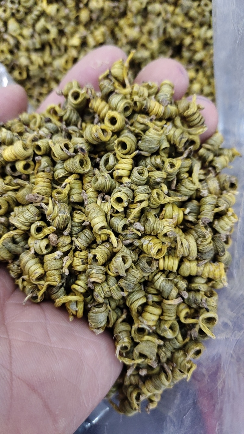 正宗霍山米斛(5年生）