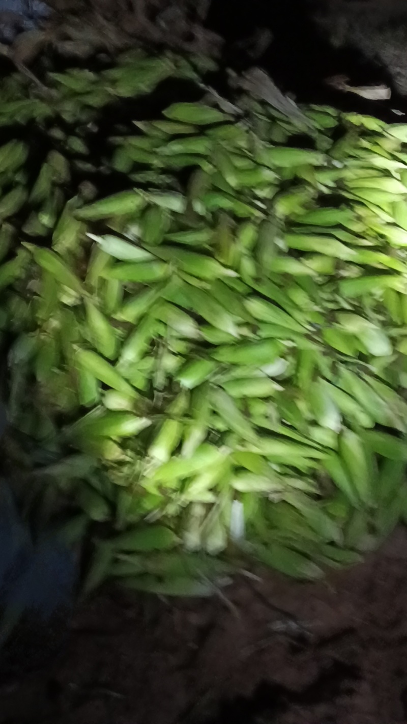 【优选】河北粘玉米产地直发货源充足保证质量白糯
