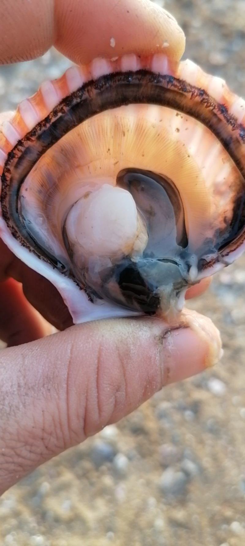 精品扇贝小红贝海湾扇贝只有开始和结束期间不断货