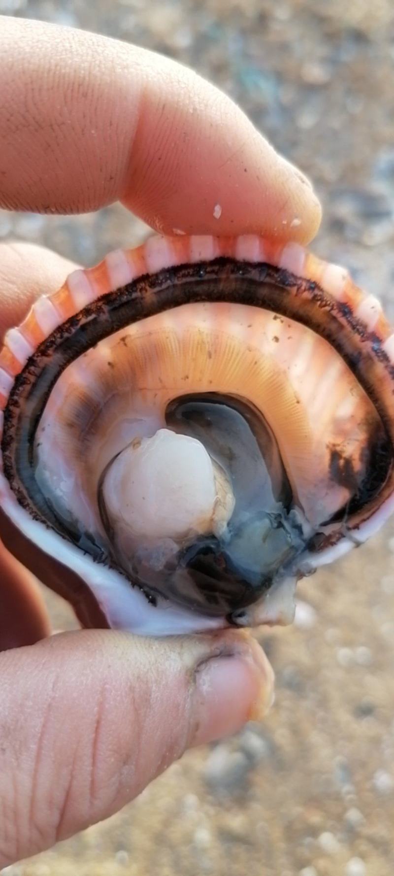 精品扇贝小红贝海湾扇贝只有开始和结束期间不断货