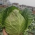 圆包菜，甘蓝清秀无无虫眼可供市场，大吨供应加工厂产地直发