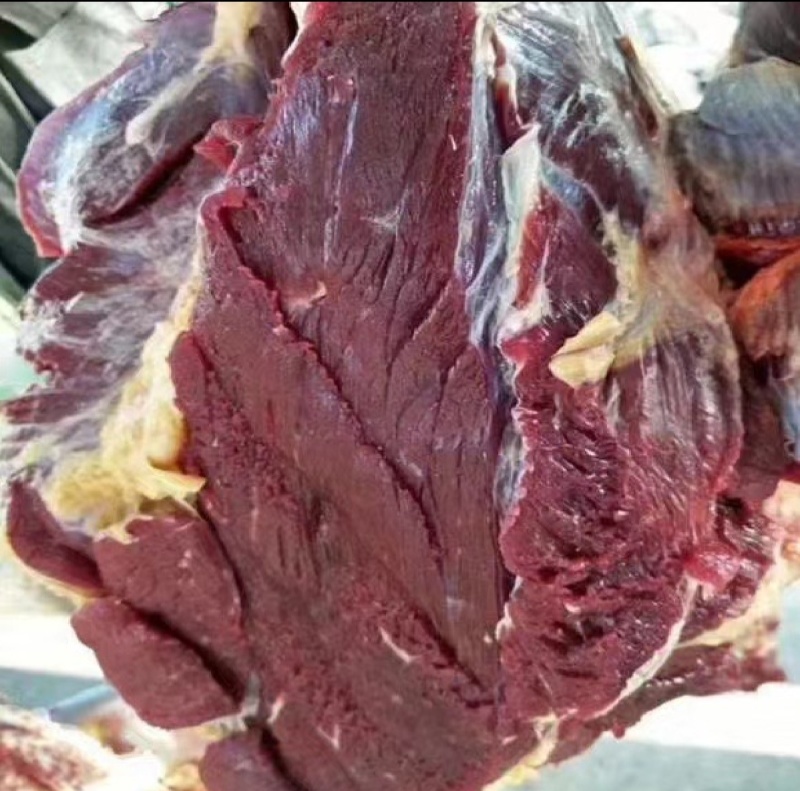 牛肉本地新鲜黄牛肉每天现杀精修无水无油