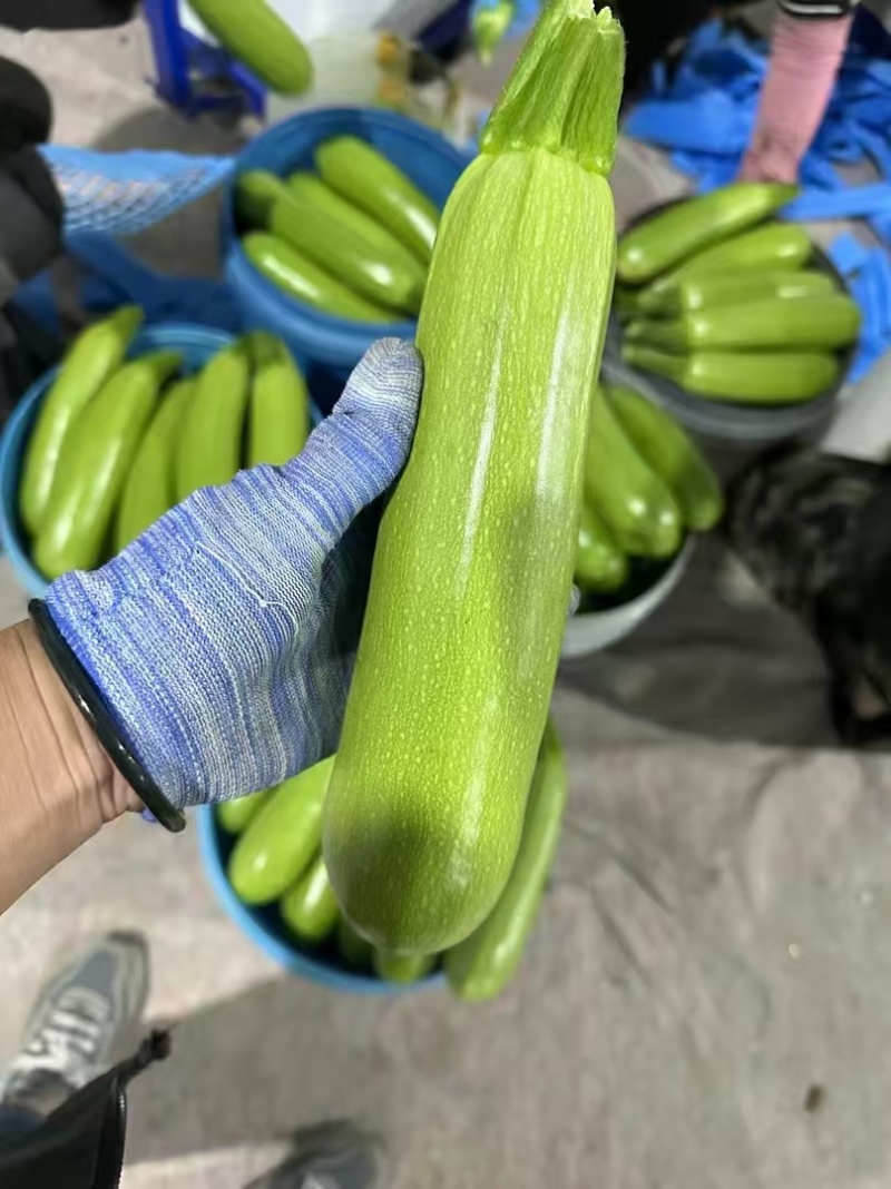 精品西葫芦