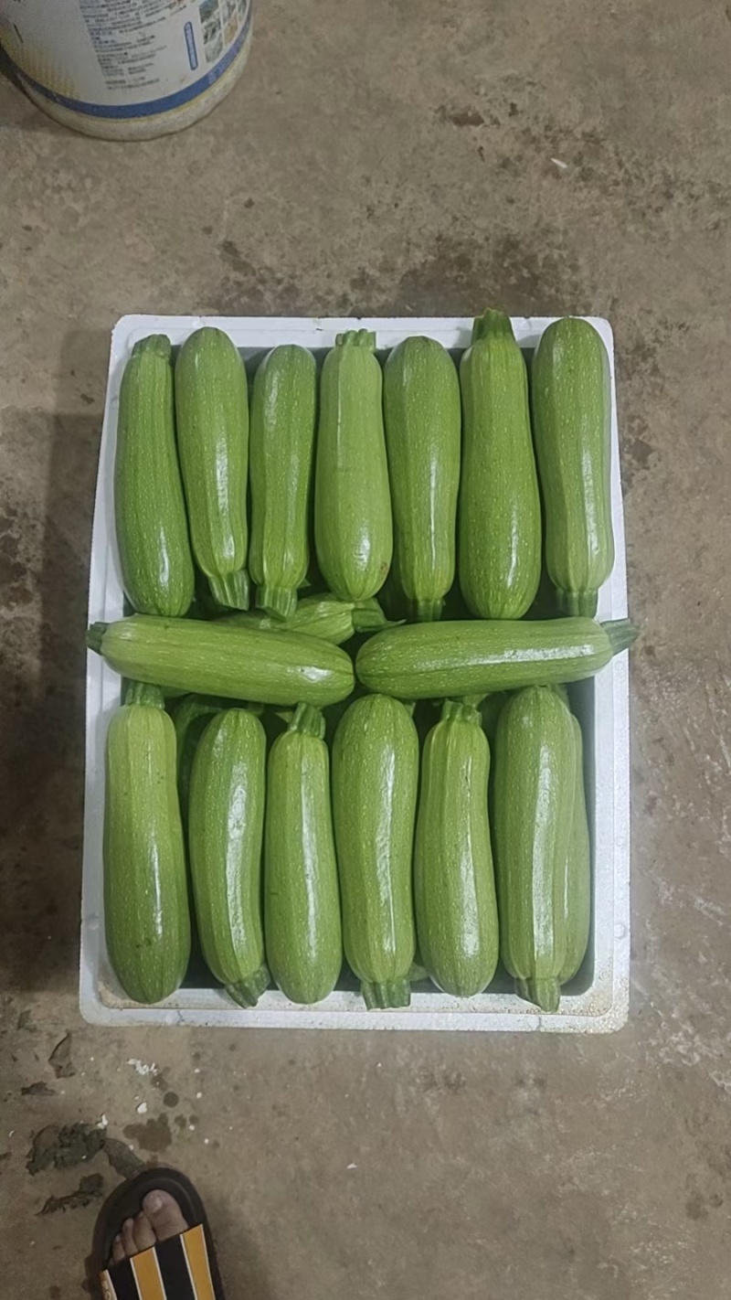 精品西葫芦